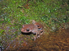 Leptobrachium hasseltii
