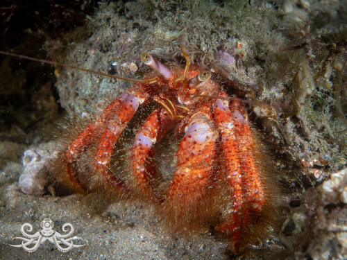 Dardanus crassimanus observed 2026-10-08