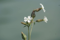 Silene latifolia