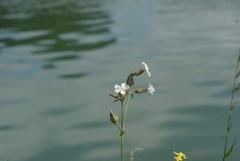 Silene latifolia