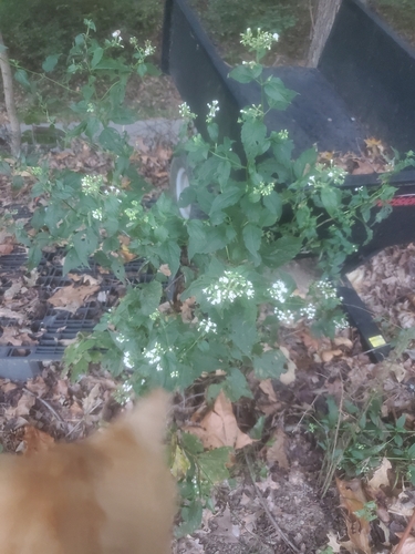 white snakeroot