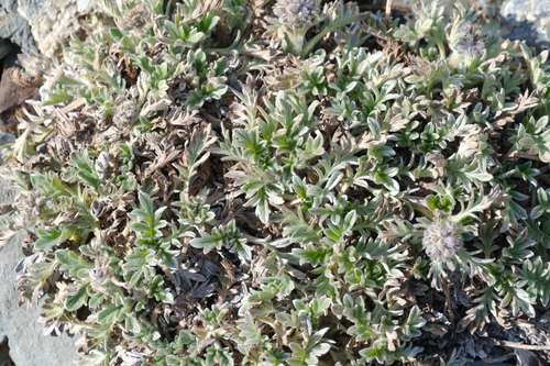 Phacelia sericea observed 2026-10-06