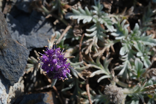 Phacelia sericea observed 2026-10-06