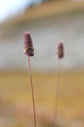 Phleum alpinum observed 2026-10-06