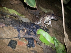 Limnonectes macrodon