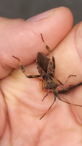 Western Conifer Seed Bug