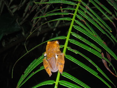 Rhacophorus margaritifer