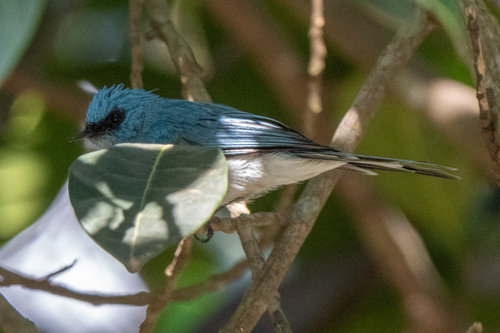 African Blue Flycatcher