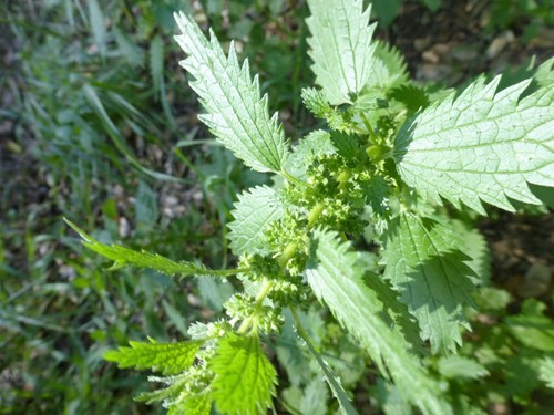 Urtica urens iNat (1)