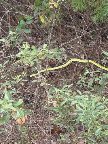 Rough Greensnake