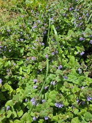 Glechoma hederacea