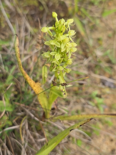 Waterspider Bog Orchid