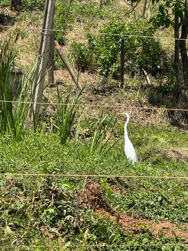 Great Egret