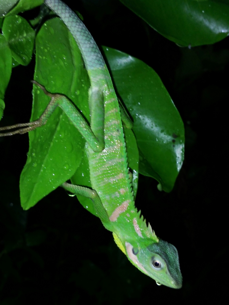 Great Crested Canopy Lizard in April 2017 by aswad andriyanto · iNaturalist