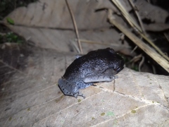 Leptobrachium hendricksoni