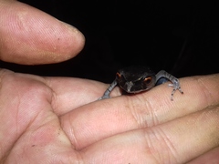 Leptobrachium hendricksoni