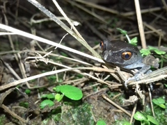 Leptobrachium hendricksoni