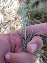 Artemisia rigida