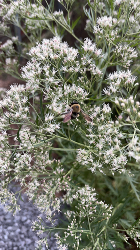 Eastern Carpenter Bee