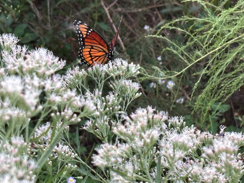 Viceroy