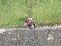 Aix galericulata