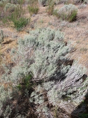 Artemisia rigida