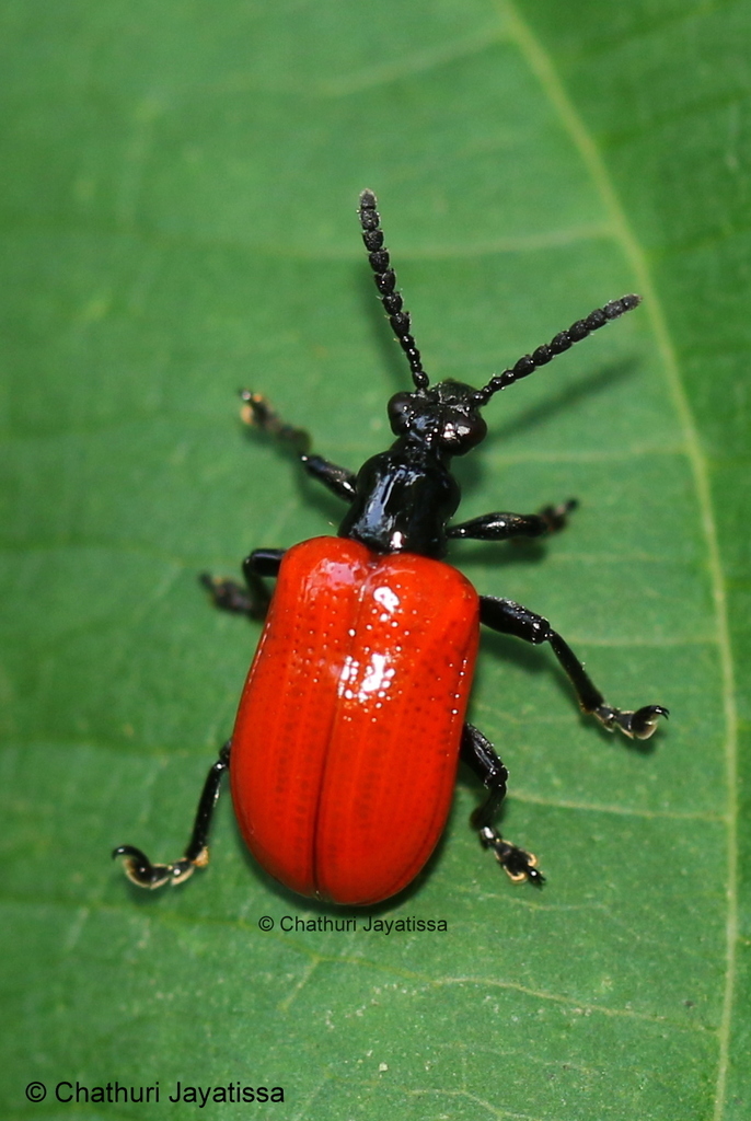 Lilioceris impressa from Batapola, Sri Lanka on May 24, 2020 at 11:32 ...