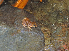 Limnonectes kuhlii