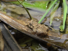 Fejervarya limnocharis
