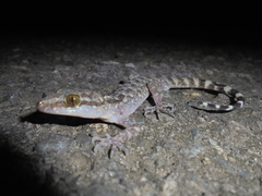 Cyrtodactylus marmoratus