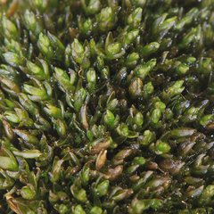 Grimmia mollis