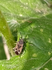 Rhyparochromus