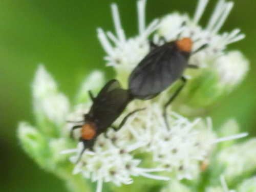 Common Lovebug photo 4