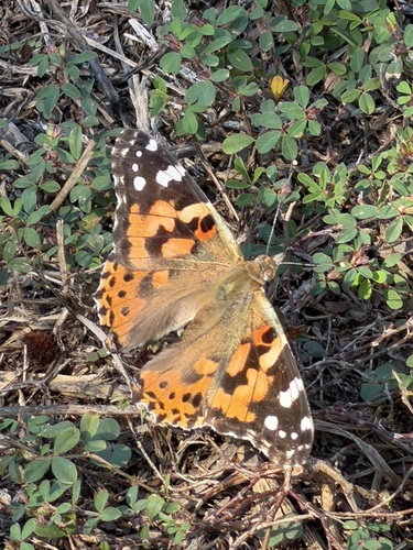 Painted Lady