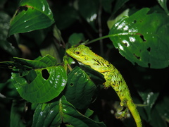 Pseudocalotes tympanistriga