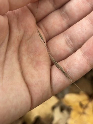 Brachyelytrum erectum, 2026-10-08