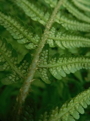 Dryopteris filix-mas