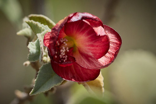 Abutilon menziesii observed 2026-09-21
