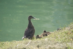 Anas platyrhynchos