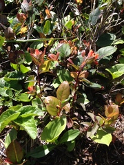 Castilleja litoralis