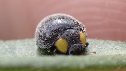 Scymnodes lividigaster observed 2026-10-08