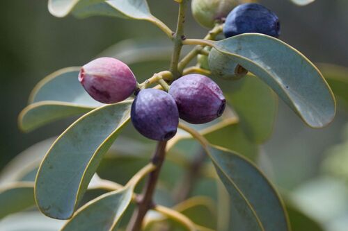 Santalum ellipticum observed 2026-09-21