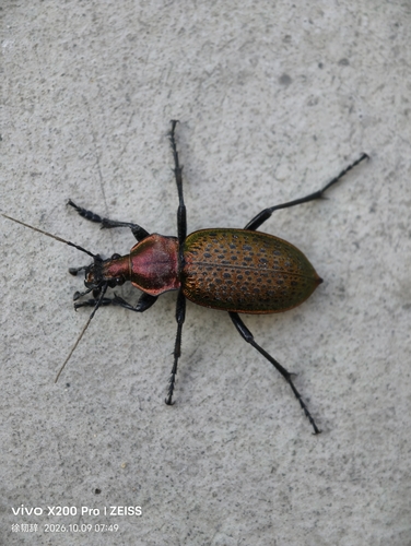 Carabus elysii