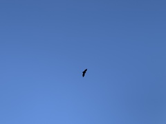 Pteropus seychellensis