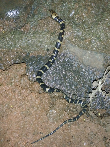 Photo of a Linne's Water Snake (Homalopsis buccata)