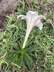 Lilium longiflorum