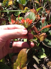 Castilleja litoralis