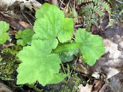 Tiarella stolonifera