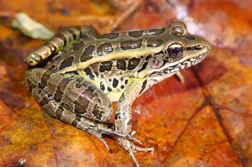 Pickerel Frog, photo 2 of 7