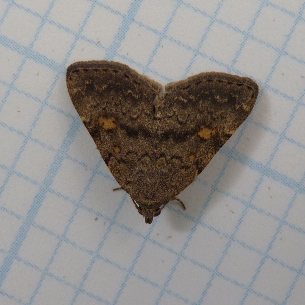 Litter Moths (Moths and Butterflies of North Carolina) · iNaturalist